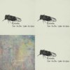 Cicada