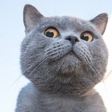 猫奴们前来觐见