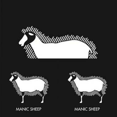 manic sheep