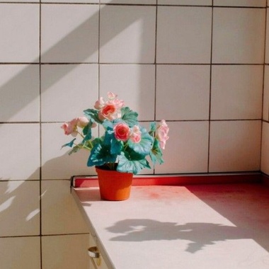 温室杂草