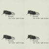 Cicada