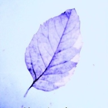 蓝叶夫(blue leafer)