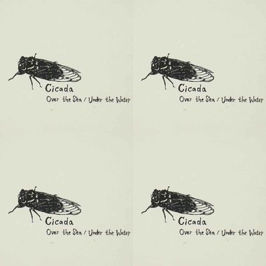Cicada