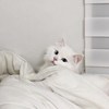 Nii
