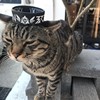 野人献曝