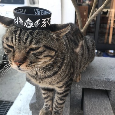 野人献曝