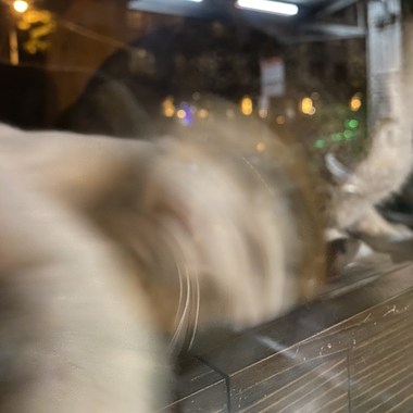 就歌啦麻烦