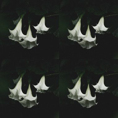 野百合
