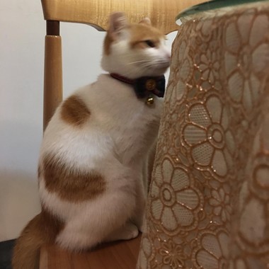 等等听