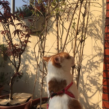 舒服的风