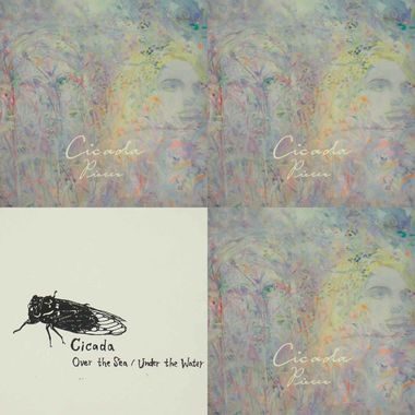 cicada