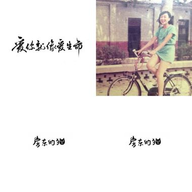 房东的猫