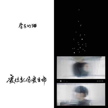 房东的猫