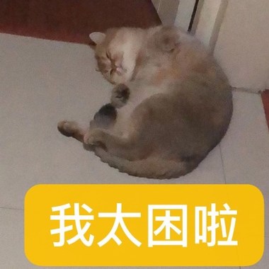 他们都有猫了?