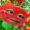 我是一颗可爱ㄉ番茄?