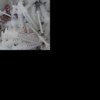 小宝
