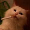 赞就加
