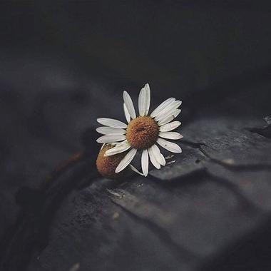 My music covers