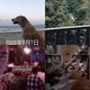 Q毛万