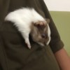 橘子猫(⁎⁍̴̛ᴗ⁍̴̛⁎)