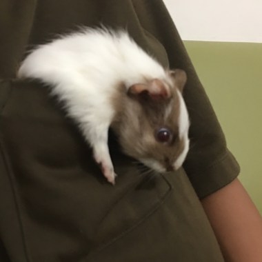 橘子猫(⁎⁍̴̛ᴗ⁍̴̛⁎)