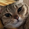 杂