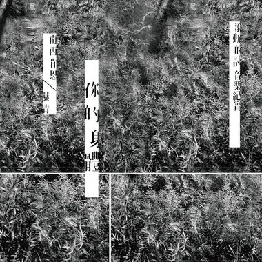 深情