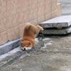 ㄏ听