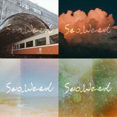 Seaweed 藻