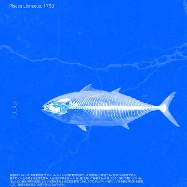 睡眠听の