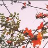 木棉花瓣