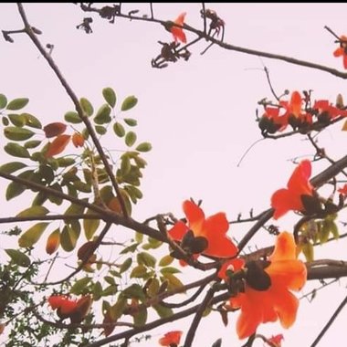 木棉花瓣