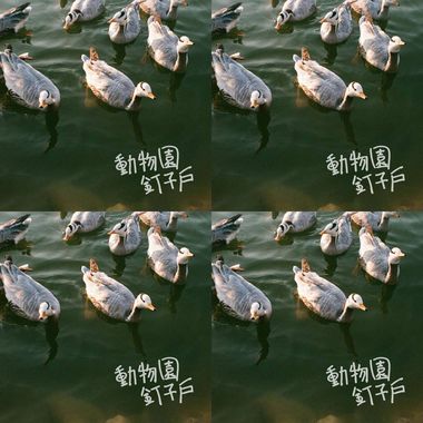 动物园钉子户 :