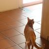 跟猫走走吧