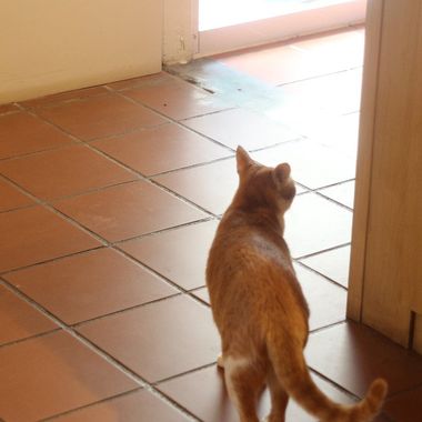跟猫走走吧
