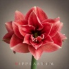 🌹Hippeastrum🌺