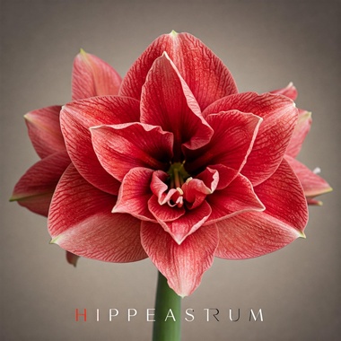 🌹Hippeastrum🌺