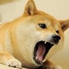 柴犬