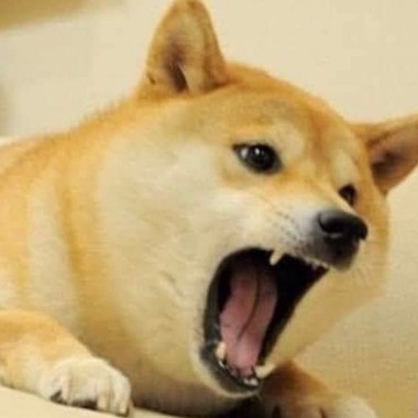 柴犬