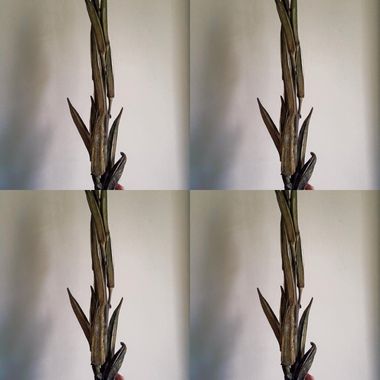 小芸不说小芸爱