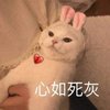 悲 :(