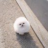 wadashi_trash