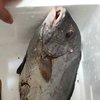 咸鱼蕃生