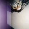 歪特静