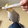 我是一只鱼