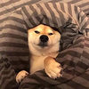 raspy_resonance_0fu