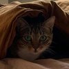 不是猫猫猫大爷