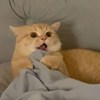 涵