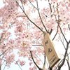 纯