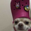 Lag磊